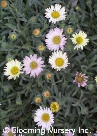 Erigeron x 'Chameleon'